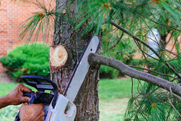 Professional Tree Removal and Landscaping Services in Pine City, MN